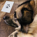 Kit Carimbo de Patas para Pets