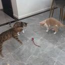 Brinquedo Bola de Caça Eletrônica para Gatos