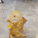 Tunicat - Brinquedo Minhoca Espiral para Gatos
