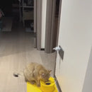 Bebedouro Abelha 2L com Filtro para Gatos