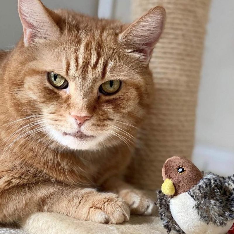 Brinquedo Passarinho Interativo de Pelúcia para Gatos