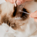 Cotonetes Úmidos para Limpeza de Gatos