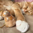 Chaveiro de Acrílico para Pelos de Gatos