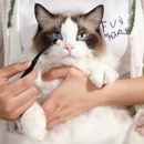 Kit Escova + Pó Removedor de Manchas para Gatos