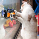 Brinquedo Pista de Bolinhas com Ventosas para Gatos