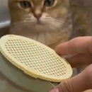 Vaso de Plantas para Gatos