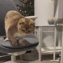 Brinquedo NatuHerb - Saúde Bucal Felina