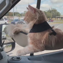 Cama de Janela com Almofada para Gatos