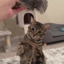 Brinquedo Passarinho Interativo de Pelúcia para Gatos