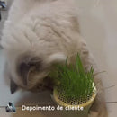 Vaso de Plantas para Gatos