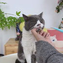 Aplicador de Medicamentos para Gatos