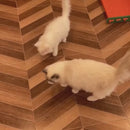 Brinquedo Bolinha de Borracha com Penas para Gatos