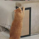 Kit Arranhadores Canto de Sofá Carpete