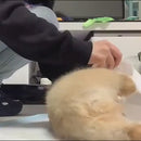 Luva Umedecida Antibacteriana para Pets