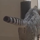 Massageador com Catnip para Gatos