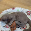 Brinquedo Inseto Gigante de Pelúcia com Catnip para Gatos