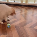 Brinquedo Fantasma Elétrico para Pets