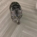 Brinquedo Inseto Elétrico para Gatos