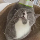 Pente Giratório Removedor de Pelos