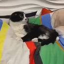 Massageador Elétrico para Pets e Tutores