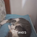 Tapete Gelado para Pets