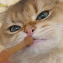 Kit de Escovação de Dentes de Silicone para Pets