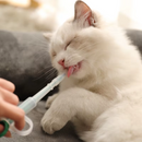 Seringa de Medicamentos para Gatos