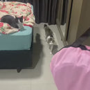 Túnel Interativo com Vários Tamanhos para Gatos