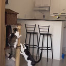 Brinquedo Pássaro Elétrico de Teto Interativo para Gatos