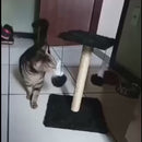 Arranhador Poste com Brinquedo Duplo para Gatos