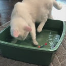 Brinquedo Peixe Robô Nadador para Gatos