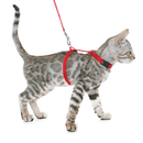 Coleira com Guia para Gatos - Mimers