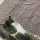 Escova Removedora de Pelos One Click